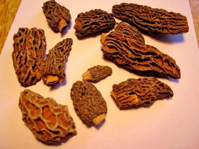 Rezept: Hähnchen-Unterschenkelchen in Morchel-Rahmsoße Bild Nr. 2 Hähnchen-Unterschenkelchen in Morchel-Rahmsoße - Rezept - Bild Nr. 2