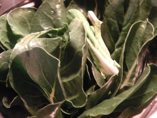 Mangold-Rouladen auf einem Spiegel aus Mangoldpürree (Sølvbederoulader) - Rezept - Bild Nr. 6