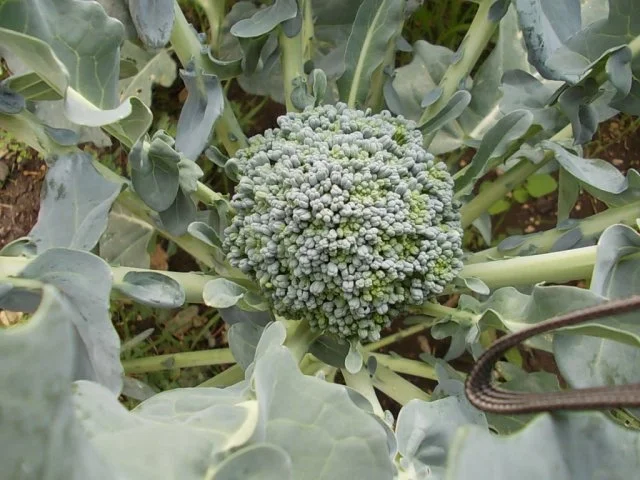 Rezept: Pasta Broccoli Pasta Broccoli - Rezept