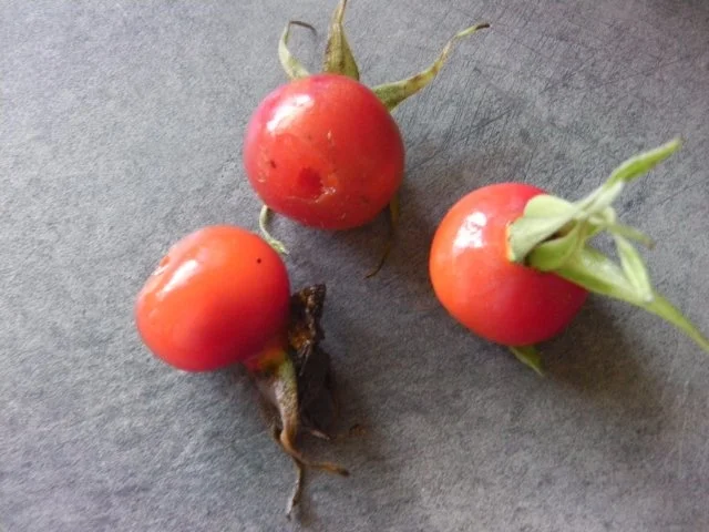 Birnen-Hagebuttenmarmelade - Rezept - Bild Nr. 3