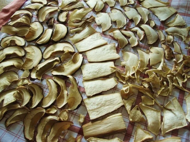 Pilze haltbar machen - erst einmal: Trocknen - Rezept - Bild Nr. 3