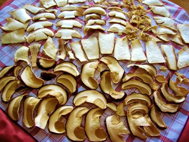 Pilze haltbar machen - erst einmal: Trocknen - Rezept - Bild Nr. 4