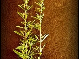 Haselnuss-Mandel-Knöpfle mit Pilzen - Rezept - Bild Nr. 14