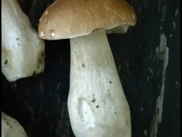 Haselnuss-Mandel-Knöpfle mit Pilzen - Rezept - Bild Nr. 4