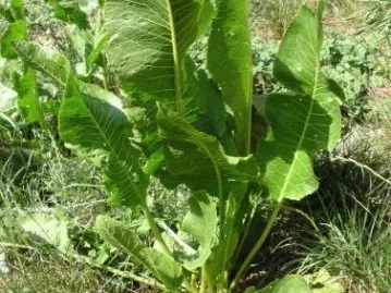 Rezept: Gemüse: Opa`s Meerrettich Bild Nr. 2 Gemüse: Opa`s Meerrettich - Rezept - Bild Nr. 2