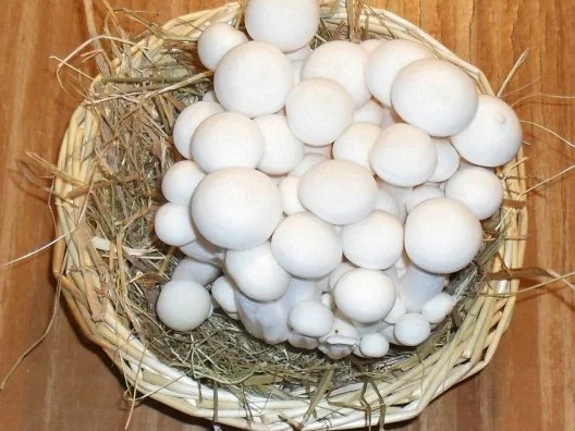 Jäger - Omelette - Rezept - Bild Nr. 6