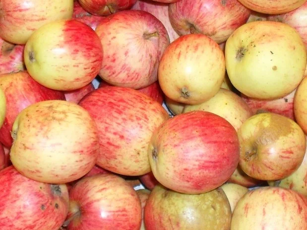 Apfelmus - Rezept - Bild Nr. 2