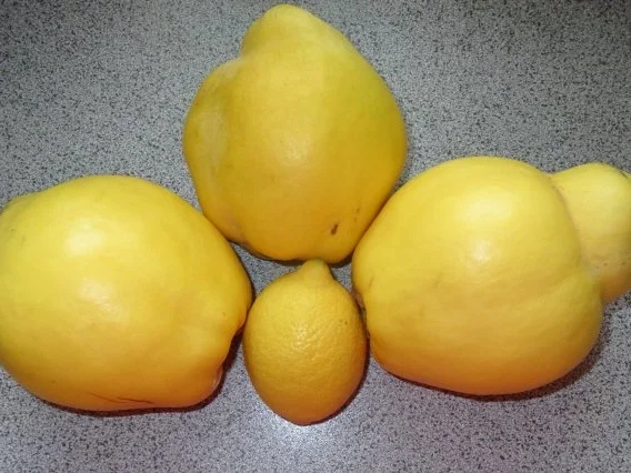 Rezept: Einmachen: Quitten-Gelee, gewürzt Einmachen: Quitten-Gelee, gewürzt - Rezept