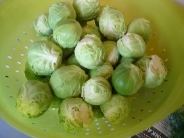 Rezept: Stielkotelett mit Rosenkohl und Kartoffelgratin Bild Nr. 9 Stielkotelett mit Rosenkohl und Kartoffelgratin - Rezept - Bild Nr. 9