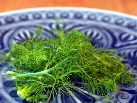 Rezept: Spaghetti mit Fenchel-Tomaten-Sauce und Büffelmozzarella Bild Nr. 5 Spaghetti mit Fenchel-Tomaten-Sauce und Büffelmozzarella - Rezept - Bild Nr. 5