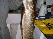 Fisch: gespickter Hecht in Riesling - Rezept