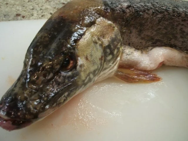 Fisch: Hechtfilets mediterran angehaucht - Rezept - Bild Nr. 3