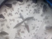 After eight Torte - Rezept