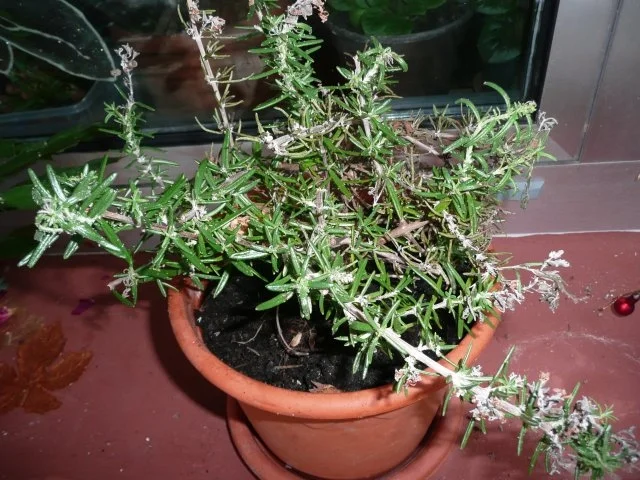 Parmesan Rosmarin Cracker - Rezept - Bild Nr. 2