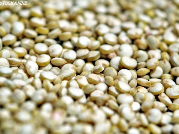 Rezept: Hähnchenbrust auf Tomatensauce mit Gremolata und würzigem Quinoa Bild Nr. 11 Hähnchenbrust auf Tomatensauce mit Gremolata und würzigem Quinoa - Rezept - Bild Nr. 11