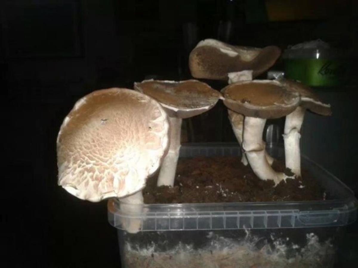 Champignon Rahm Geschnetzeltes - einfach - von makei1412