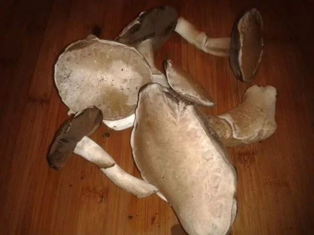 Champignon-Rahm-Geschnetzeltes - Rezept - Bild Nr. 3