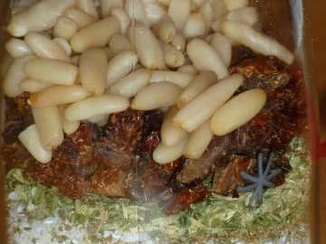 Rezept: Tomaten-Risotto-Mix Bild Nr. 2 Tomaten-Risotto-Mix - Rezept - Bild Nr. 2