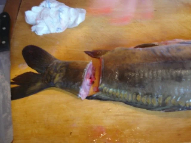 Fischsuppe und gebackener Karpfen mit Kartoffelsalat nach Ivanka - Rezept - Bild Nr. 4