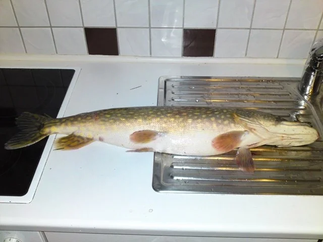 Rezept: Hecht Fleischküchle Bild Nr. 2 Hecht Fleischküchle - Rezept - Bild Nr. 2