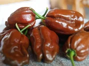 Chocolate Habanero-Cookie - Rezept