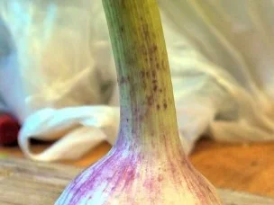 Knoblauchsuppe mit Croutons - Rezept - Bild Nr. 3