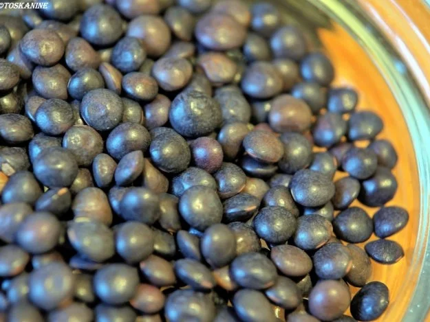 Rezept: Winterlich-fruchtiger Linsensalat mit Fetapäckchen Bild Nr. 3 Winterlich-fruchtiger Linsensalat mit Fetapäckchen - Rezept - Bild Nr. 3