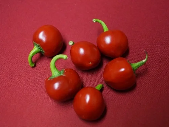 Chili-Pesto - Rezept - Bild Nr. 3