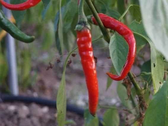 Rezept: Scharfe-Wursthörnchen Scharfe-Wursthörnchen - Rezept