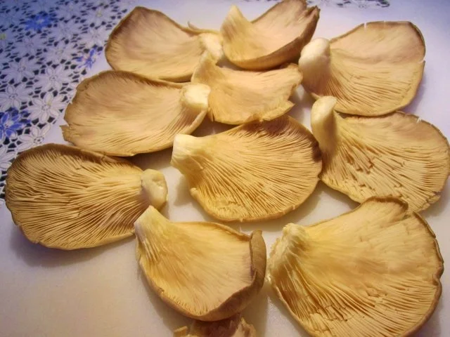 Rezept: Austernpilze ... Bild Nr. 2 Austernpilze ... - Rezept - Bild Nr. 2