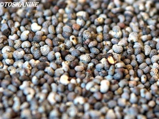 Granatapfel-Mohn-Tiramisu - Rezept - Bild Nr. 2