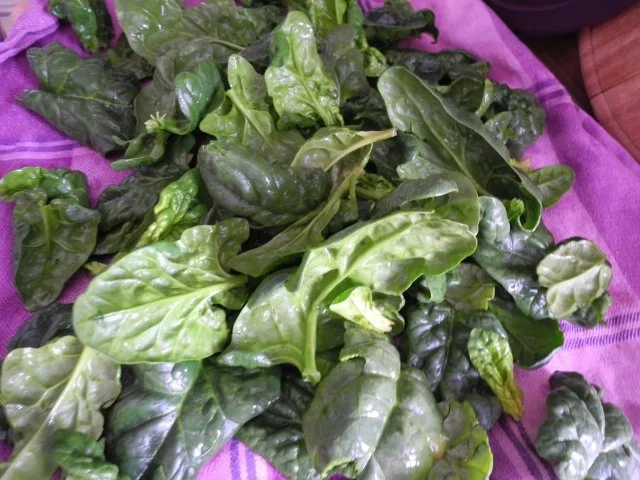 Vegan : Frischen Spinat an braunen Champignongs dazu Reis - Rezept - Bild Nr. 6