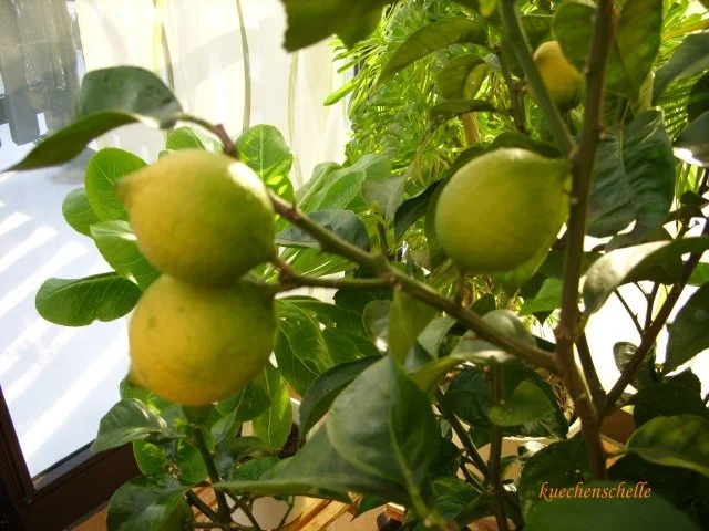 Konfitüre & Co: Zitronenmarmelade - Rezept - Bild Nr. 3