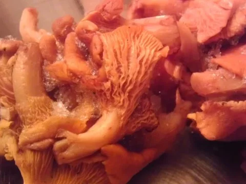 Rezept: Pfifferling-Fenchel-Lauch Gemüse an Jasmin-reis mit Igwerhaube Bild Nr. 3 Pfifferling-Fenchel-Lauch Gemüse an Jasmin-reis mit Igwerhaube - Rezept - Bild Nr. 3