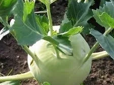 Kohlrabi-Walnuss-Salat, pikant - Rezept