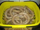 Knoblauchmettwurst - Rezept