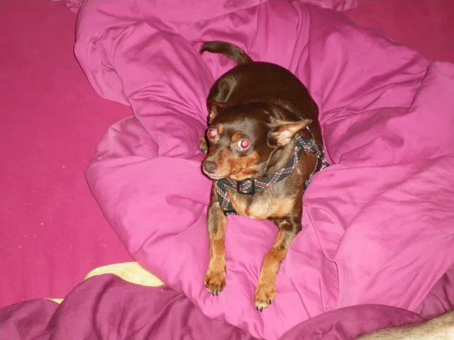 joich kuh - אידישע-יידיש מרק בקר - Rezept - Bild Nr. 5