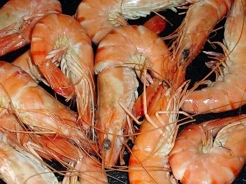 Rezept: Pasta mit Garnelen und zweierlei Tomaten Bild Nr. 2 Pasta mit Garnelen und zweierlei Tomaten - Rezept - Bild Nr. 2