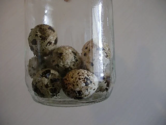 Senf - Sol - Eier - Rezept - Bild Nr. 2