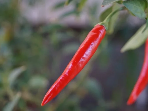 Rezept: Scharfes-Birnen oder Apfelgelee Scharfes-Birnen oder Apfelgelee - Rezept