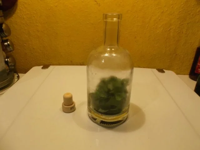 Öl: Tasmanisches Pfefferöl mit Basilikum - Rezept - Bild Nr. 5