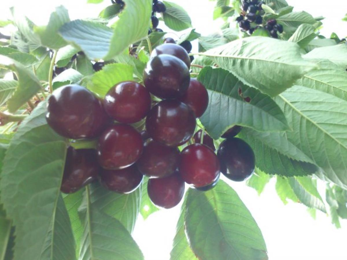 Kirsch Chili Likör - einfach - 232 kcal/100g