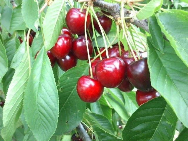 Kirsch-Chili Likör - Rezept - Bild Nr. 2