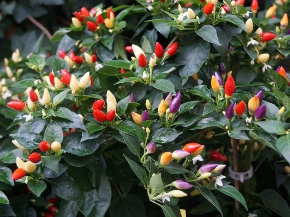 Kirsch-Chili Likör - Rezept - Bild Nr. 4