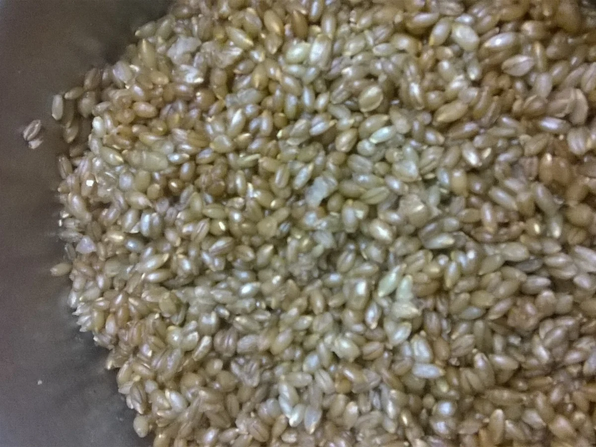 Pumpernickel - Rezept - Bild Nr. 3223