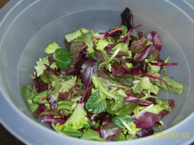 Rezept: Fisch: würziger Blattsalat & Dorschfilet Bild Nr. 3 Fisch: würziger Blattsalat & Dorschfilet - Rezept - Bild Nr. 3