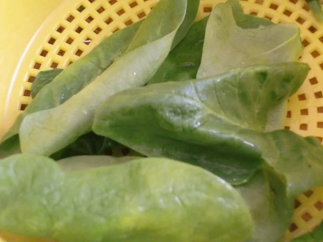 Rezept: Kräuterseitlinge mit Spinat Bild Nr. 2 Kräuterseitlinge mit Spinat - Rezept - Bild Nr. 2