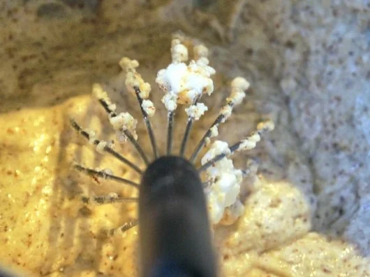 Feine Madeleines - Rezept - Bild Nr. 4