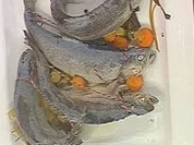 Forelle Blau - Rezept - Bild Nr. 16