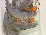 hartje forelle blau singlespeed